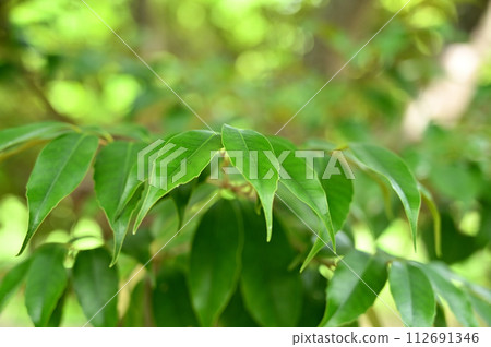 Tree/Sudajii Fagaceae 112691346