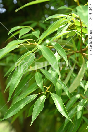 Tree · foxtail beech family 112691349