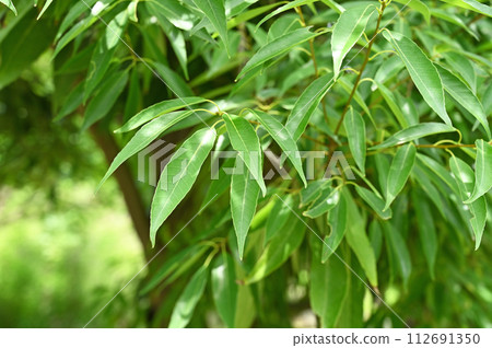 Tree · foxtail beech family 112691350