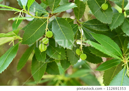 Trees/Himetiaceae Ericaceae 112691353