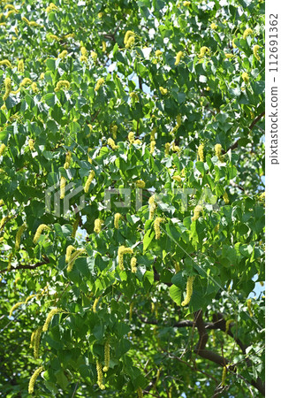 Tree · Nanchinhaze Euphorbiaceae Tree · Nanchinhaze Euphorbiaceae 112691362
