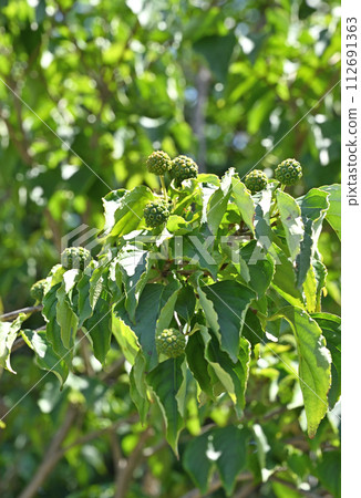 Tree · Yamaboshi Family Tree · Yamaboshi Family 112691363