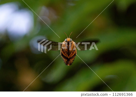 White-cheeked Carpenter Bee - Singapore carpenter bee 112691366