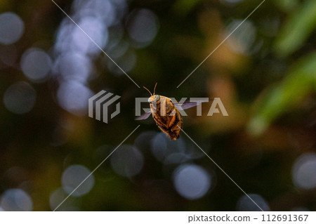 白頰木蜂 - 新加坡木蜂 112691367