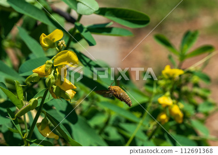 白頰木蜂 - 新加坡木蜂 112691368