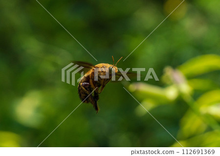 White-cheeked Carpenter Bee - Singapore carpenter bee 112691369