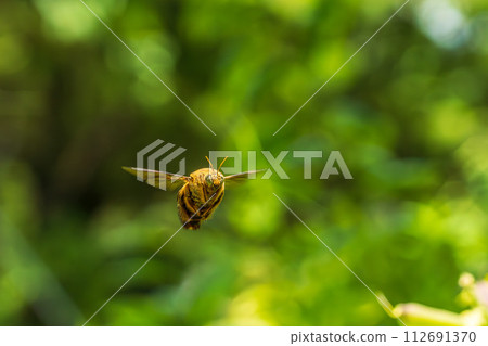 白頰木蜂 - 新加坡木蜂 112691370