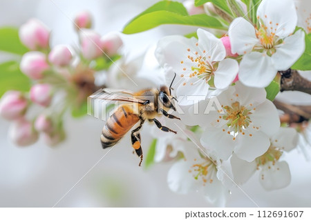 Delicate apple tree blossom in spring, a bee collects pollen, close-up.   Generative AI. 112691607
