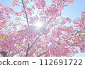 京都餘土的河津櫻花 112691722