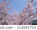 京都餘土的河津櫻花 112691724