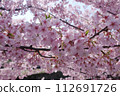 京都餘土的河津櫻花 112691726