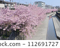 京都餘土的河津櫻花 112691727