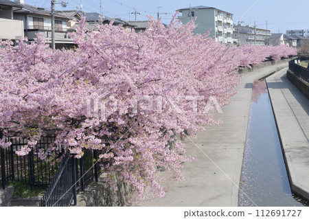 京都餘土的河津櫻花 112691727