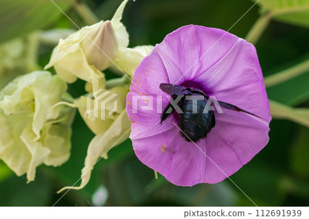 bee, hovering, flower 112691939