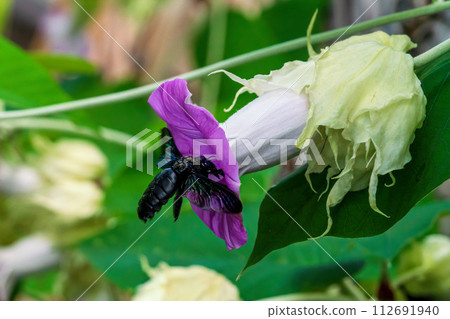 bee, hovering, flower 112691940