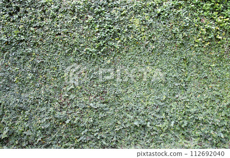 The background wall is covered with green ivy leaves. The background wall is covered with green ivy leaves. 112692040