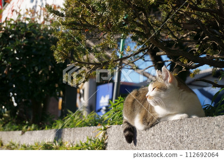 Close-up of cat relaxing on stone steps 4 Local cat Close-up of cat relaxing on stone steps 4 Local cat 112692064