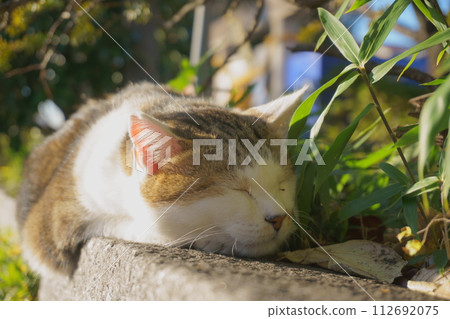 Close-up of cat sleeping on stone steps 1 Local cat Close-up of cat sleeping on stone steps 1 Local cat 112692075