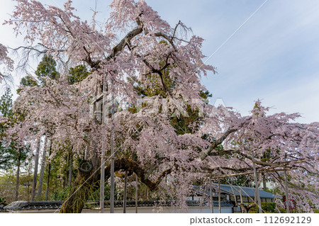 Cherry blossoms in full bloom at Sanpoin, Daigoji Temple, Kyoto 112692129