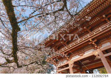 京都醍醐寺西大門 (Niomon) 的春天景色 112692784