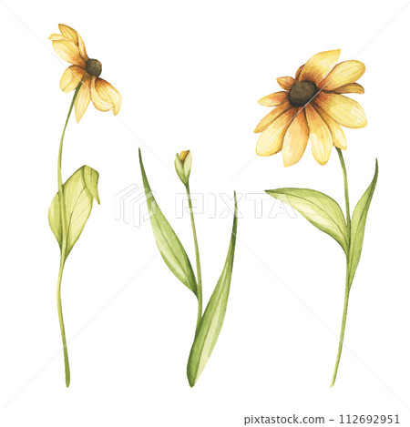 Watercolor wildflower collection. Botanical spring summer flowers set. 112692951