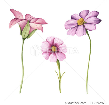 Watercolor wildflower collection. Botanical spring summer flowers set. 112692970