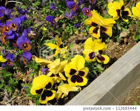 Yellow and purple pansies and purple and orange violets flowers 112693444