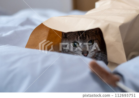 Cat in a paper bag Sabatra cat Cat in a paper bag Sabatra cat 112693751