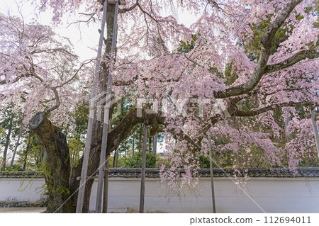 Daigoji Temple, Kyoto, cherry blossoms in full bloom Daigoji Temple, Kyoto, cherry blossoms in full bloom 112694011