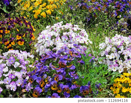 Various viola flowers 112694116