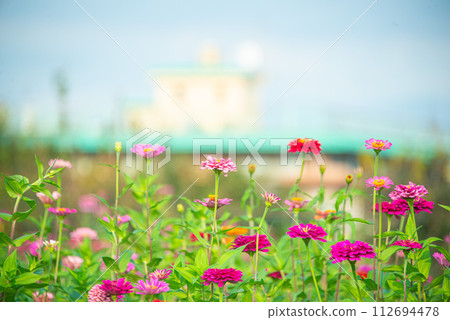Cosmos field at Flower and Green Plaza, Mitaka City, Tokyo 112694478