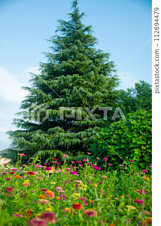 Cosmos field at Flower and Green Plaza, Mitaka City, Tokyo Cosmos field at Flower and Green Plaza, Mitaka City, Tokyo 112694479