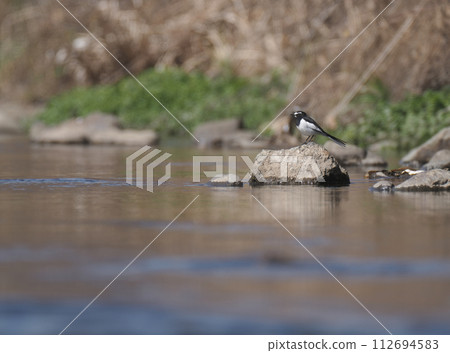 Black-backed wagtail standing on a stone in the river 112694583