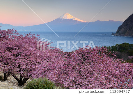 靜岡縣沼津市井田市，山坡上早開的河津櫻花和駿河灣日出時的白雪皚皚的富士山。 112694737