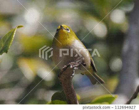 White-eye 112694927