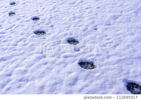 Winter footprints ~Cat~ Winter footprints ~Cat~ 112695017