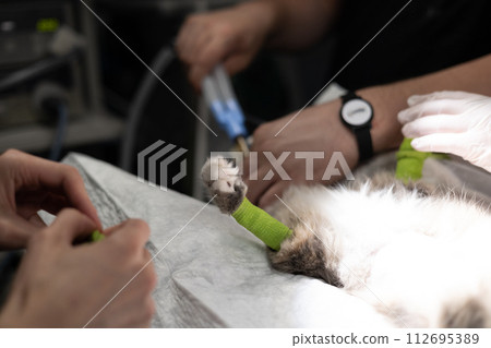 In the operating room the veterinary anesthetist connects the cat to the anesthesia machine The cat sleeps on the surgical table while the veterinarian operating team prepares to begin the operation. In the operating room the veterinary anesthetist connects the cat to the anesthesia machine The cat sleeps on the surgical table while the veterinarian operating team prepares to begin the operation. 112695389