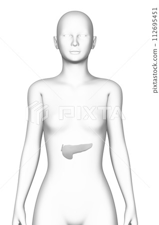 人類胰臟女性3D模型 112695451