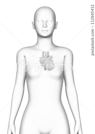 人類的心臟，女人，3D模型 112695452