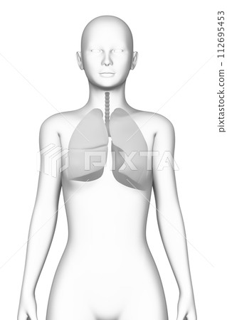 人類肺，女性，3D模型 112695453