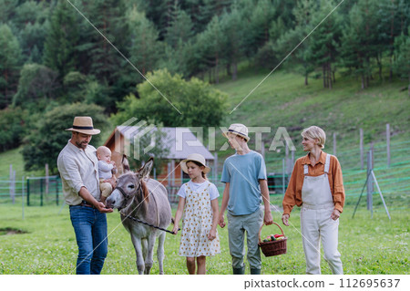 Farmer family walking with donkey on their farm. A gray mule as a farm animals at the family farm. Concept of multigenerational farming. 112695637