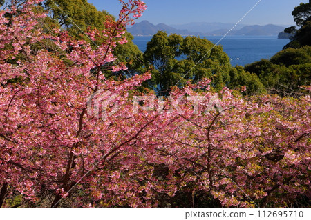 Kawazuzakura cherry blossoms overlooking Suruga Bay near Osezaki, Nishiura Eri, Numazu City, Shizuoka Prefecture Kawazuzakura cherry blossoms overlooking Suruga Bay near Osezaki, Nishiura Eri, Numazu City, Shizuoka Prefecture 112695710
