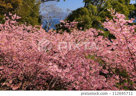 Kawazuzakura cherry blossoms overlooking Suruga Bay near Osezaki, Nishiura Eri, Numazu City, Shizuoka Prefecture Kawazuzakura cherry blossoms overlooking Suruga Bay near Osezaki, Nishiura Eri, Numazu City, Shizuoka Prefecture 112695711