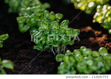 Young sprouts of basil in a raised bed. Young plants of great basil. Young sprouts of basil in a raised bed. Young plants of great basil. 112695755