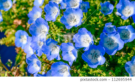 blue nemophila flower 112695944