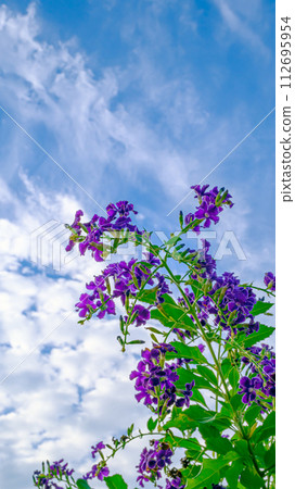 Duranta flower Duranta flower 112695954