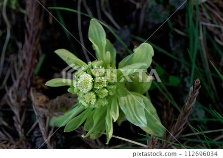 Butterbur, a perennial plant of the Asteraceae family, early spring flower stems 112696034
