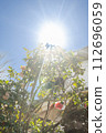 Camellia blooms 112696059