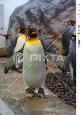 A penguin walks happily A penguin walks happily 112697005