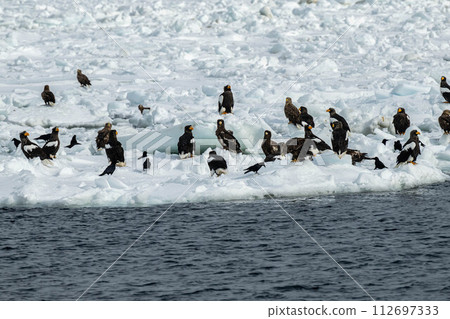 白尾海鵰和虎頭海鵰在流冰上騎行 白尾海鵰和虎頭海鵰在流冰上騎行 112697333